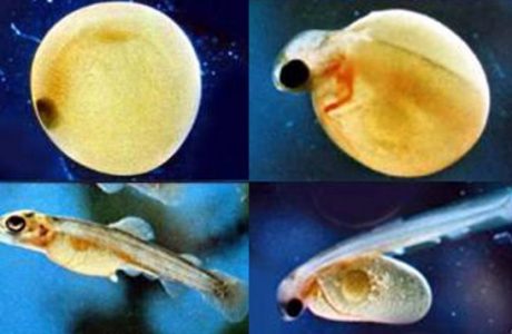 Organ dan Sistem Reproduksi pada Ikan (Pisces)