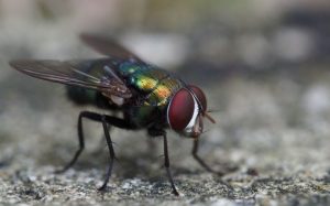 8 Bahan Alami yang Efektif Mengusir Lalat dari Rumah