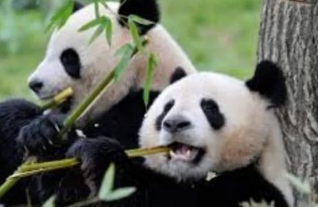 Inilah 8 Fakta Menarik tentang Panda yang Wajib Anda Baca